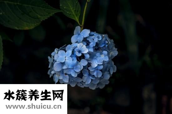 繡球花怎么插