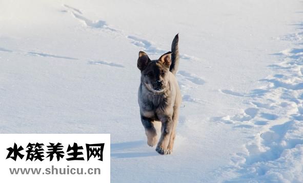 黃金耳怎么吃