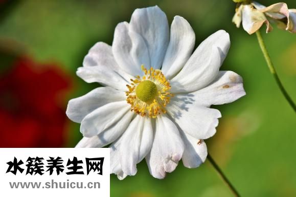 大紅袍怎么喝