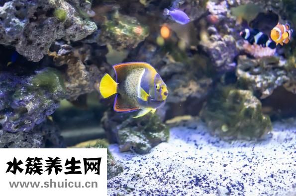 熱帶魚十間怎么養