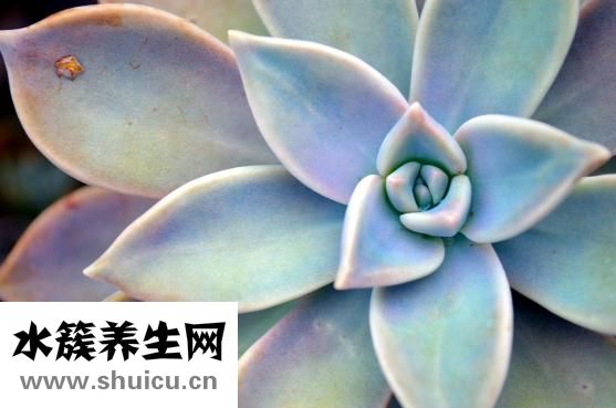 熱帶魚十間怎么養