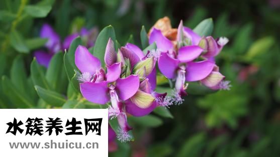 遠志怎么去心