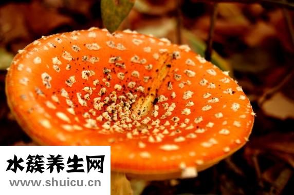 牛仔骨怎么做
