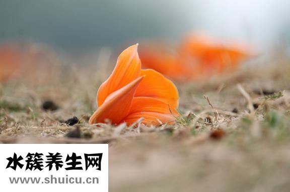 寶寶菌群失調怎么辦