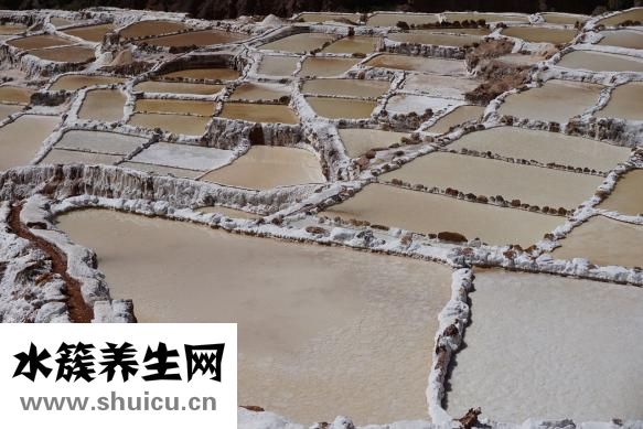 怎么處理蚊子