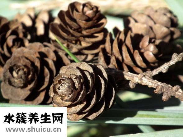豬皮膏怎么用