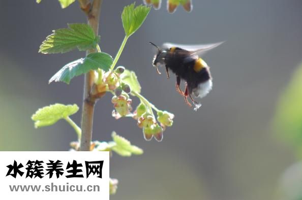怎么啥蒼蠅