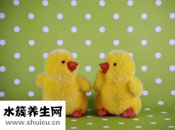 鴨子怎么孵蛋