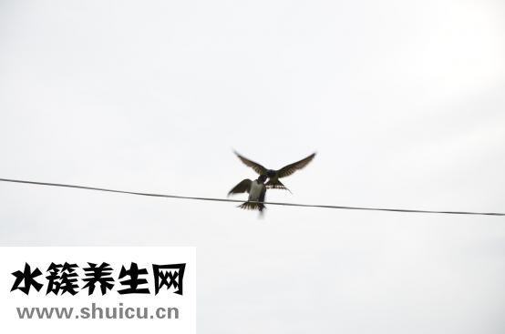 燕子怎么過冬