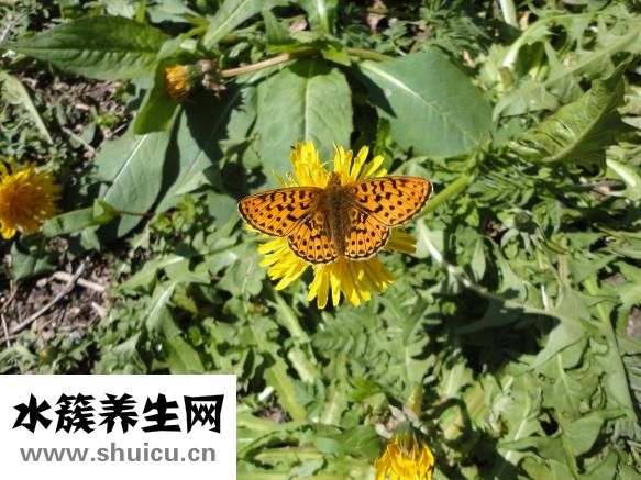 怎么曬菊花