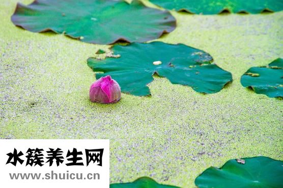荷葉灰怎么喝