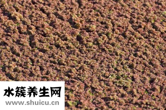 陶勛怎么吹