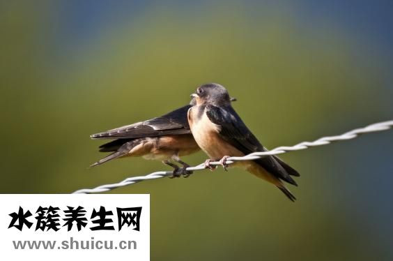 燕子怎么過冬