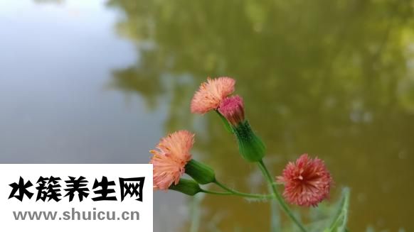 豬皮膏怎么用