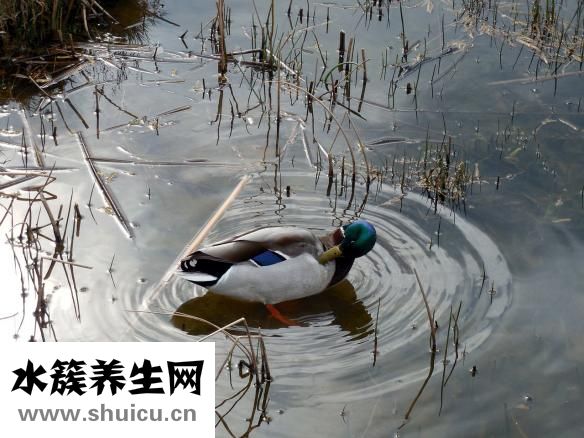 鴨子怎么孵蛋