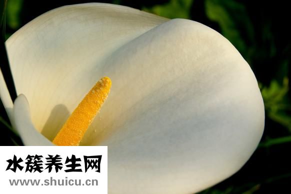 豬皮膏怎么用
