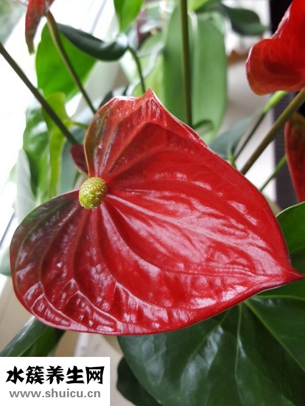 花紅掌怎么養