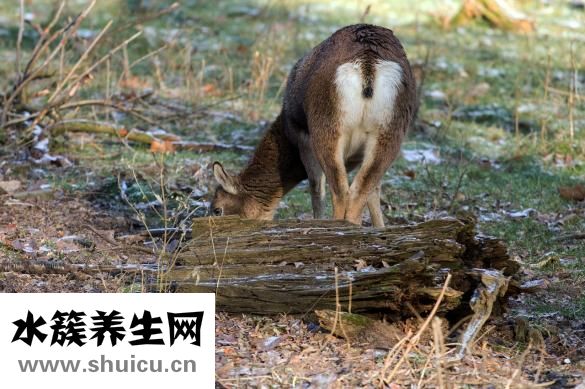 散景怎么畫