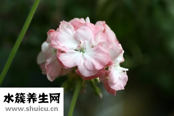 雷云燈怎么做