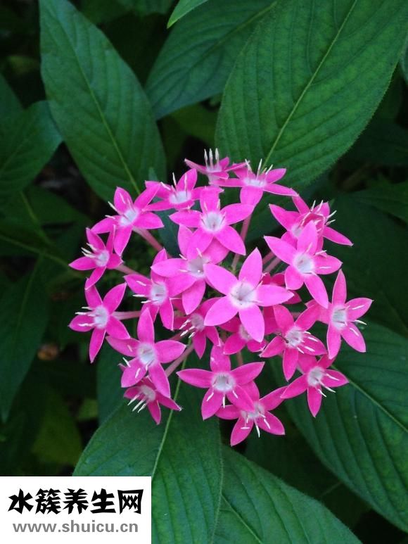 怎么曬菊花