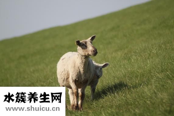 多肉怎么進口