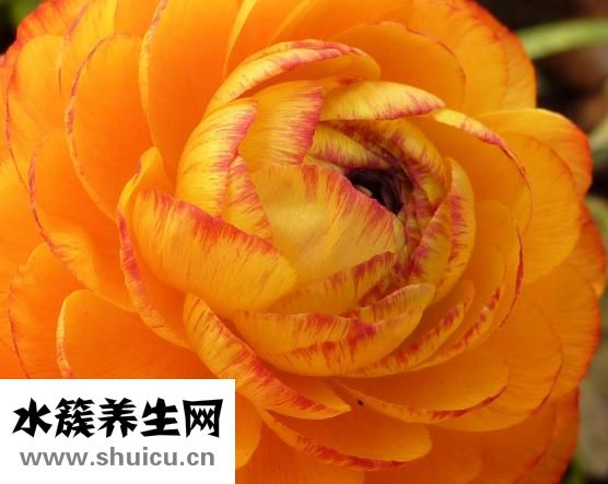 紙劍怎么折