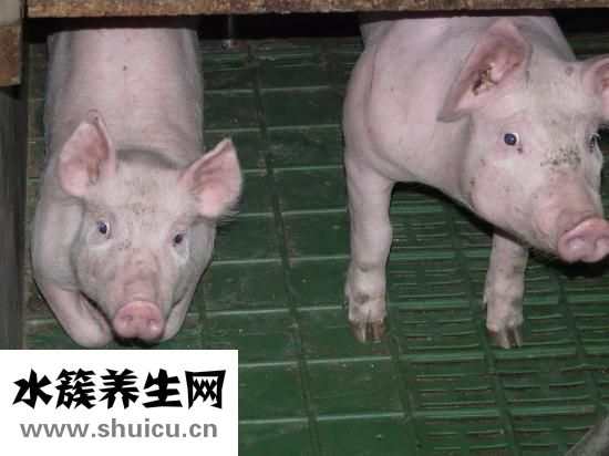 小豬怎么叫