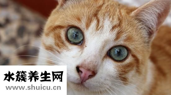 怎么整理胡子
