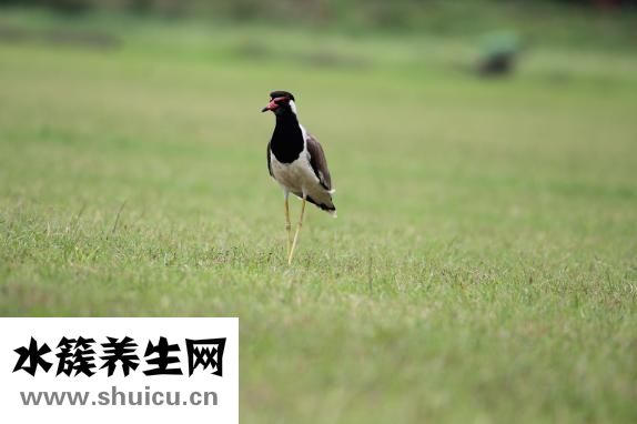 殲怎么組詞