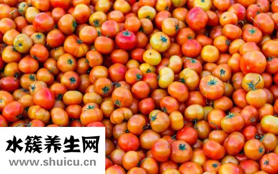 番茄怎么種植