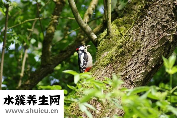 紙劍怎么折
