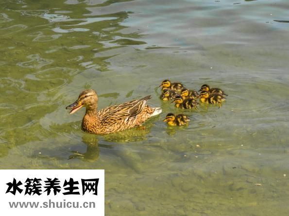 小鴨子怎么喂