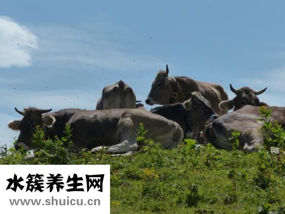 怎么活捉蚊子