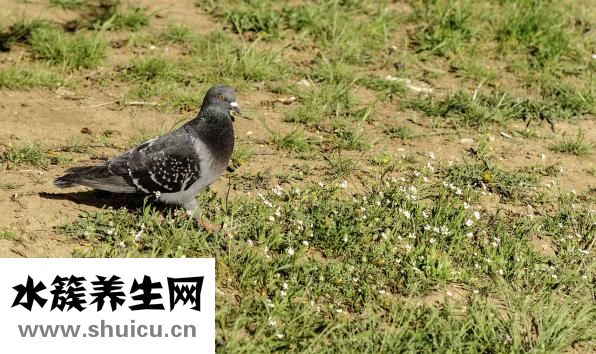 怎么養雛鳥