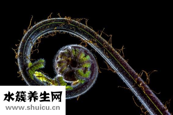 黑竹筍怎么泡發