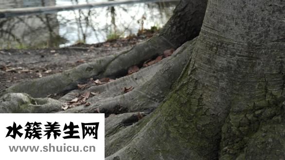 徐紀平怎么了