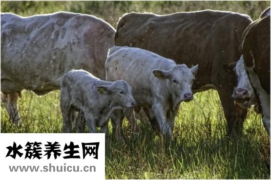 怎么活捉蚊子