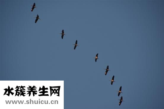 怎么訓練老鼠