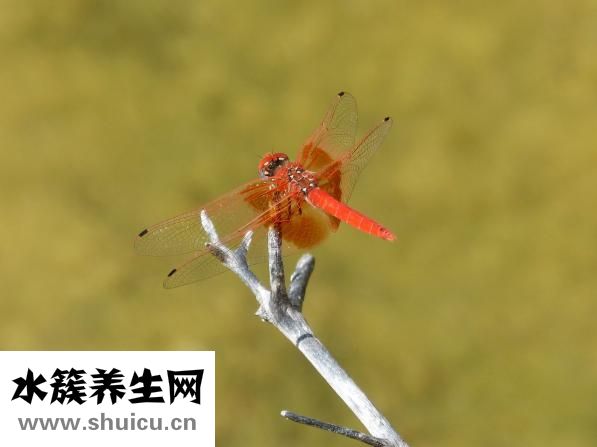 手長凍瘡了怎么辦