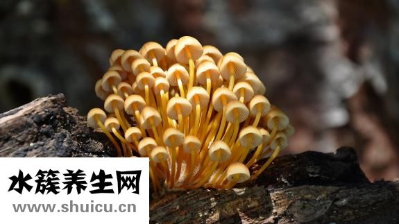 菌包怎么養