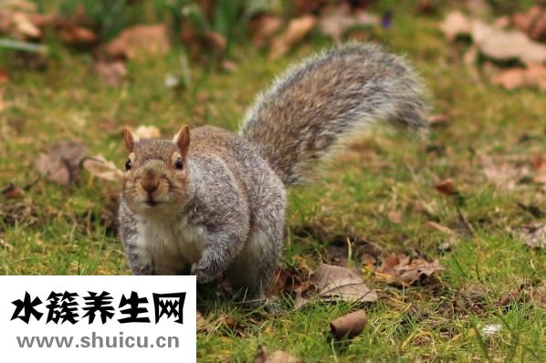 松毛怎么吃