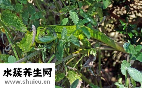 怎么在肚子里養蛔蟲