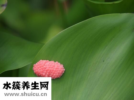 怎么在肚子里養蛔蟲
