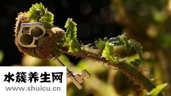 黑竹筍怎么泡發