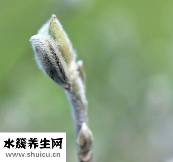 松毛怎么吃