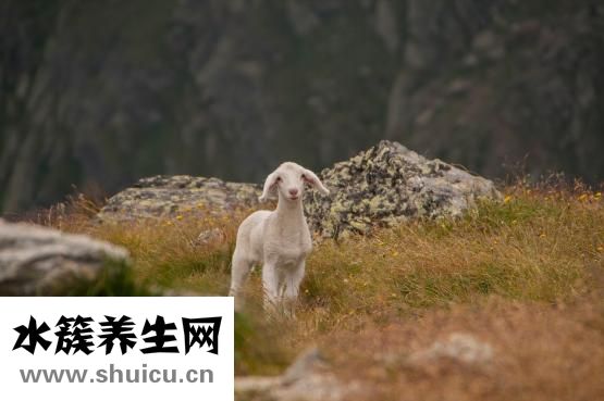毛蛤蜊怎么存