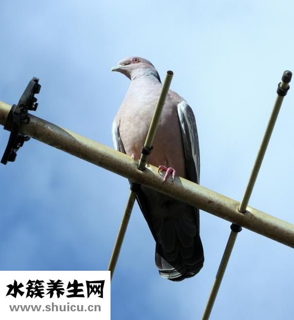 怎么養雛鳥