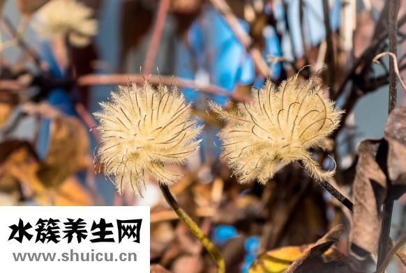 松毛怎么吃