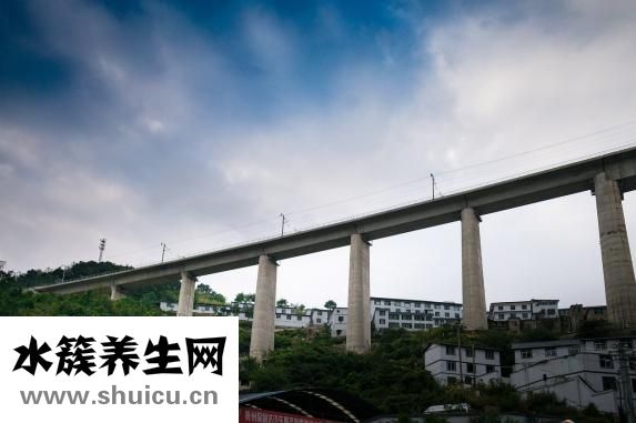 鴨舌怎么燒