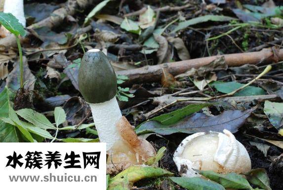 怎么試出蘑菇